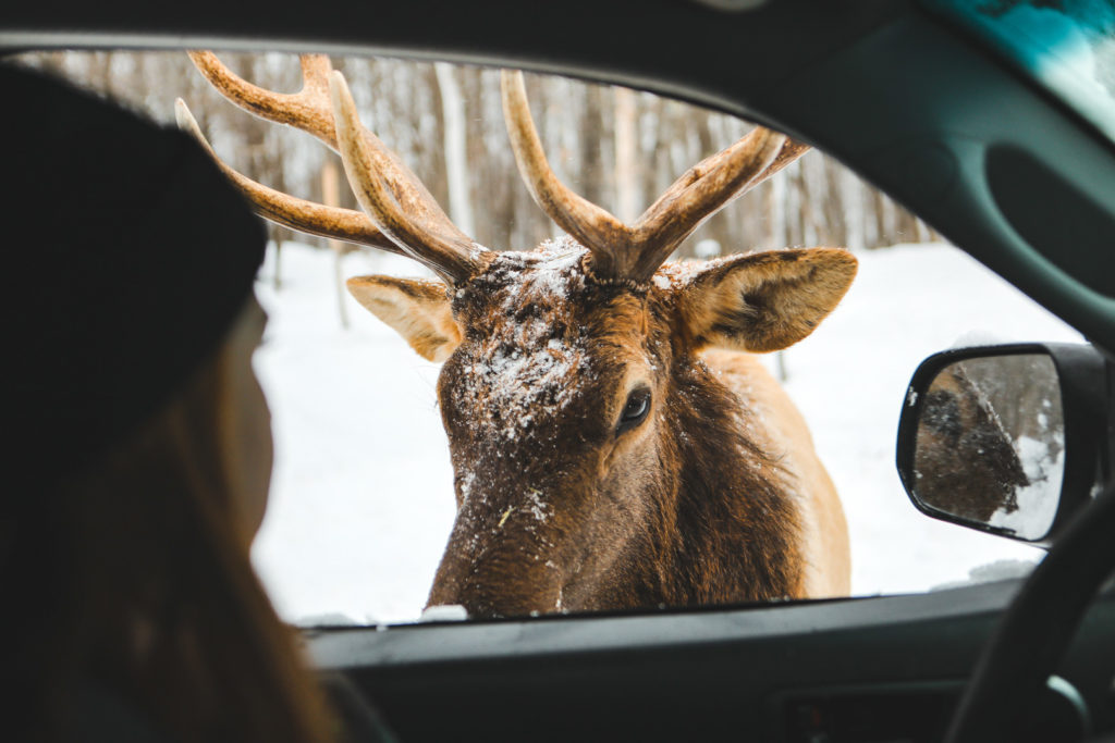 Observation d'un wapiti en voiture dans le Parc Oméga en hiver