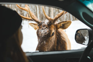 Observation d'un wapiti en voiture dans le Parc Oméga en hiver