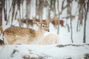 Daim dans le Parc Oméga en hiver