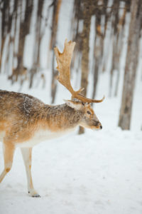 Cerf de profil dans le parc oméga au Québec en hiver