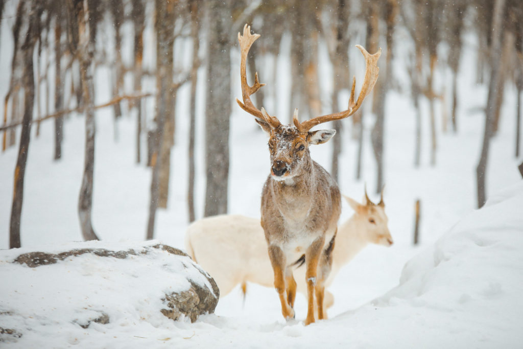 Cerf dans le Parc Oméga au Québec en hiver