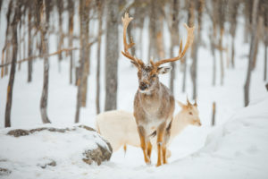 Cerf dans le Parc Oméga au Québec en hiver