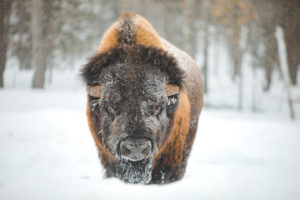 Bison sous la neige dans le Parc Oméga au Québec en hiver