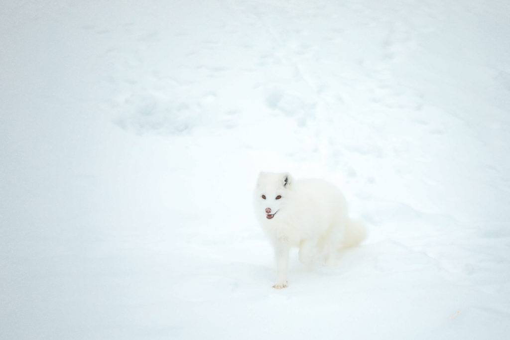 renard polaire dans le Parc Oméga au Québec en hiver