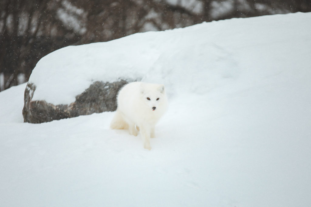 Renard arctique sous la neige dans le parc Oméga en hiver