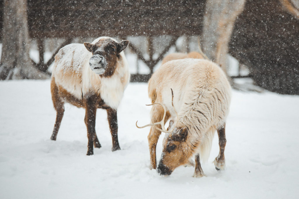 Animaux dans le parc Oméga sous la neige en hiver