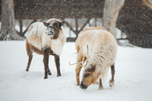 Animaux dans le parc Oméga sous la neige en hiver