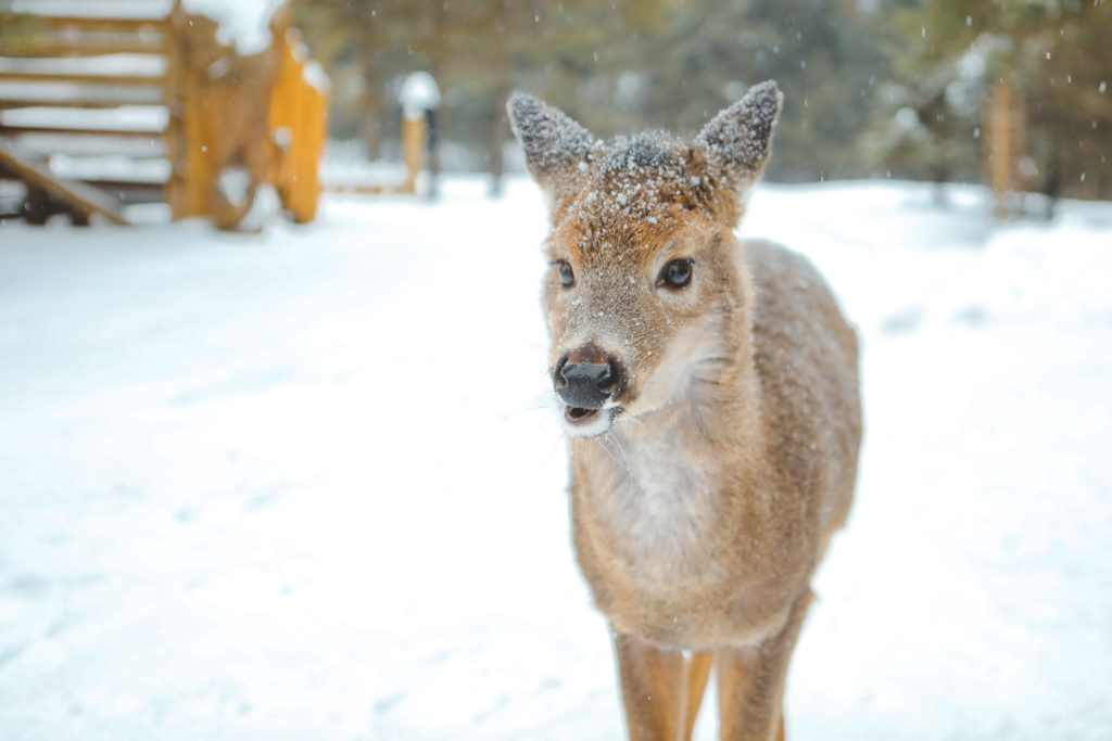 Portrait d'un cerf de Virginie sous la neige dans le parc oméga en hiver