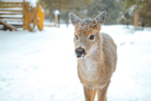 Portrait d'un cerf de Virginie sous la neige dans le parc oméga en hiver