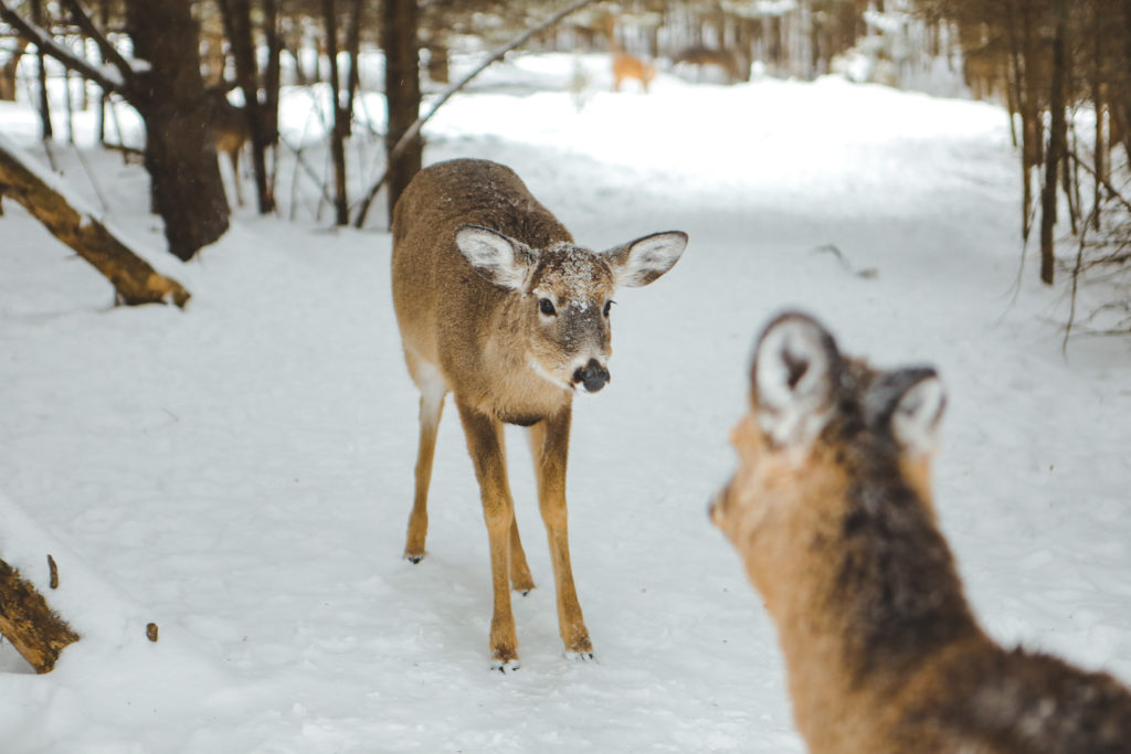 Cerfs de Virginie sous la neige dans le Parc Oméga au Québec