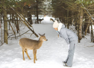 Rencontre avec un cerf de Virginie dans le Parc Oméga au Québec en hiver