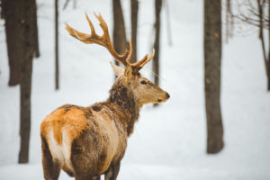 Cerf dans le parc oméga sous la neige en hiver