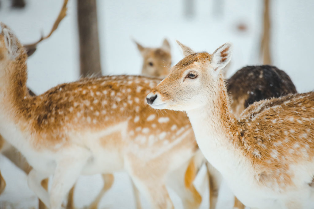 Animaux dans le parc oméga au Québec l'hiver