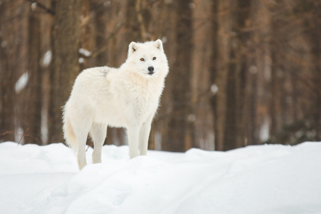Loup arctique dans le Parc Oméga au Québec en hiver