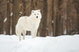 Loup arctique dans le Parc Oméga au Québec en hiver