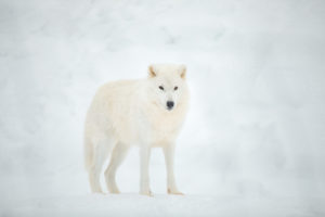 Loup arctique dans le parc oméga au Québec en hiver