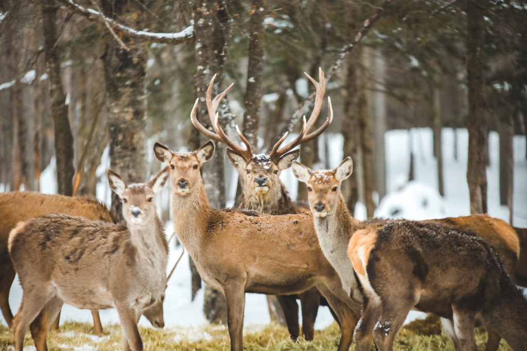 Cerfs sous la neige dans le Parc Oméga au Québec en hiver