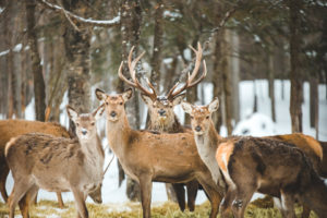 Cerfs sous la neige dans le Parc Oméga au Québec en hiver
