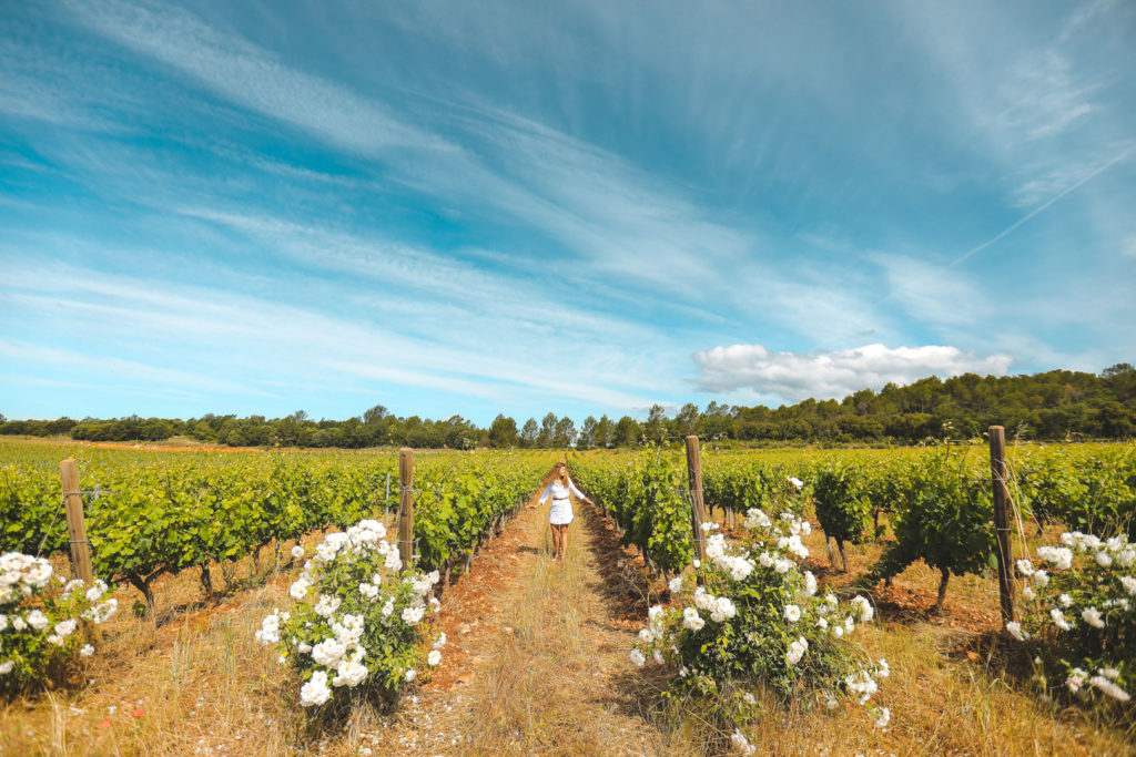 Chateau de la Martinette dracenie vignes