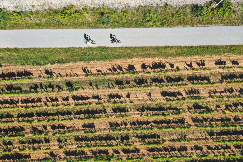 la vigne à velo dracenie