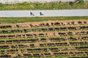 la vigne à velo dracenie