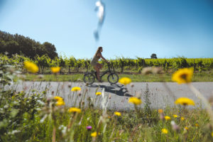 la vigne à velo dracenie