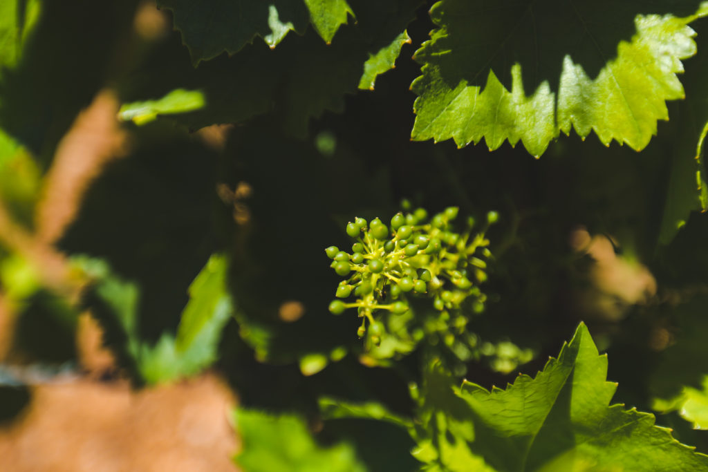 font du broc vins de provence