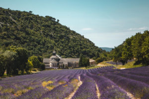 abbaye de Sénanque lavande