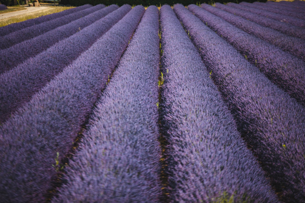 lavande provence oppede