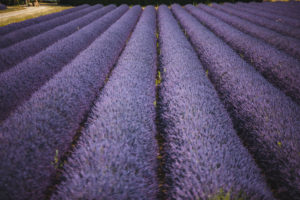 lavande provence oppede