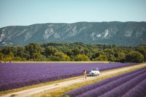 lavande provence oppede