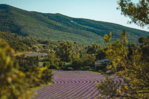 lavande provence buoux