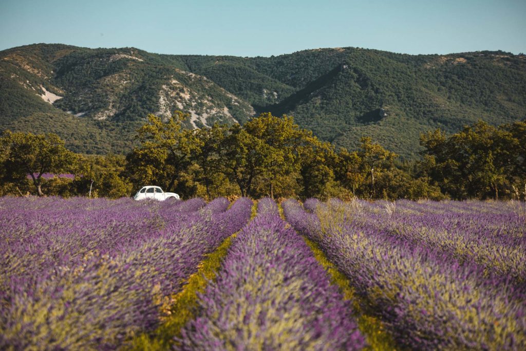 lavande provence plateau de claparede