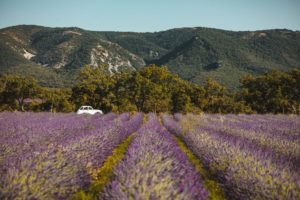 lavande provence plateau de claparede