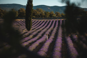 lavande var chateau martinette lorgues