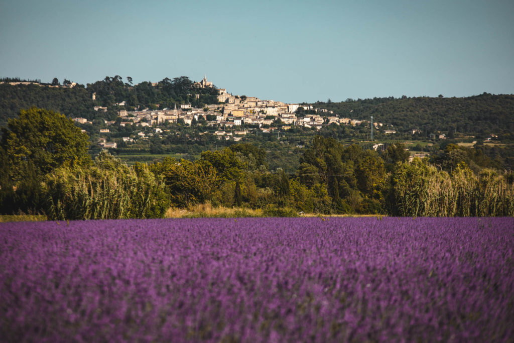 lavande provence bonnieux