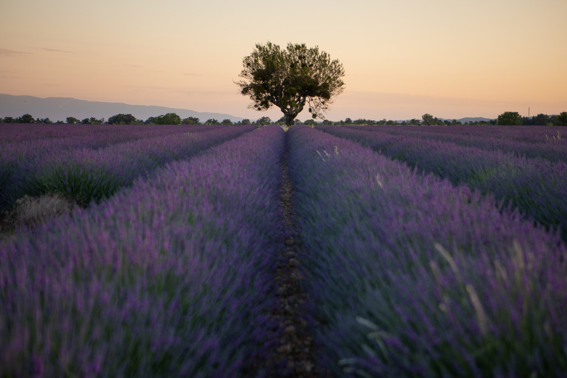 lavande valensole2 On met les voiles Blog voyage en France et