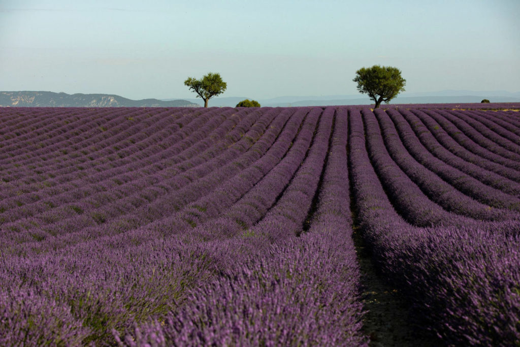 lavande valensole