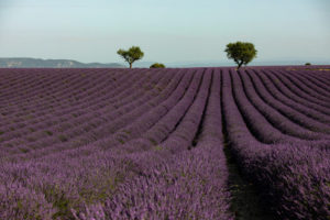 lavande valensole