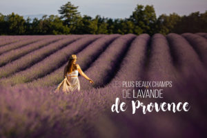lavande valensole