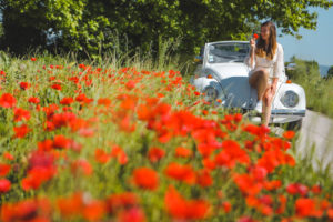champs de coquelicots