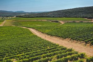 domaine de cantarelle