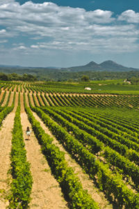 domaine de cantarelle