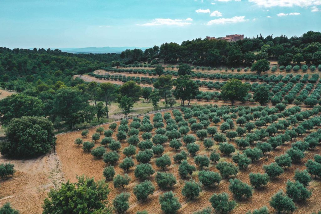 champs oliviers verdon