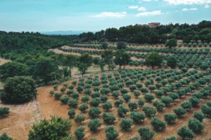 champs oliviers verdon