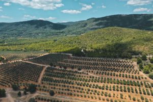 champs oliviers verdon