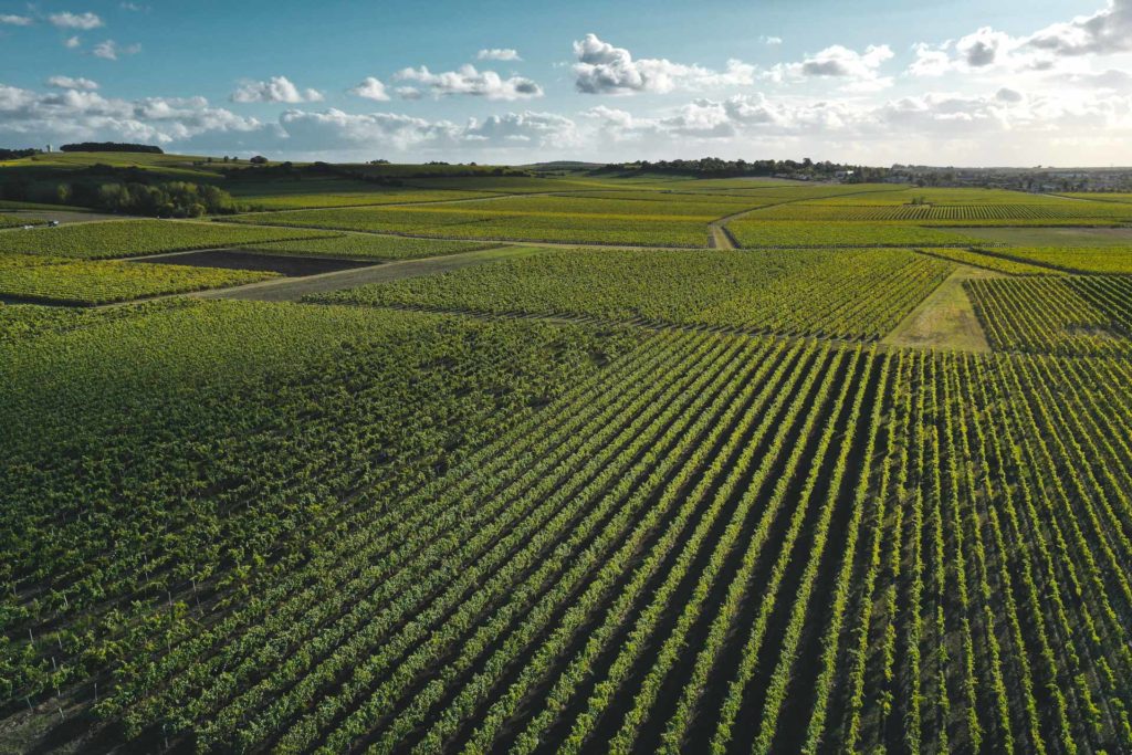 vignes cognac