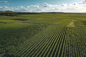 vignes cognac