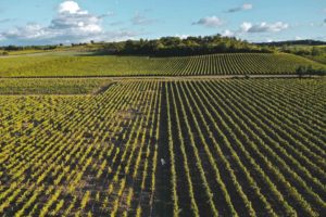vignes cognac