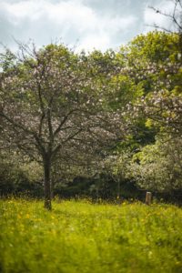 Beuvron en Auge